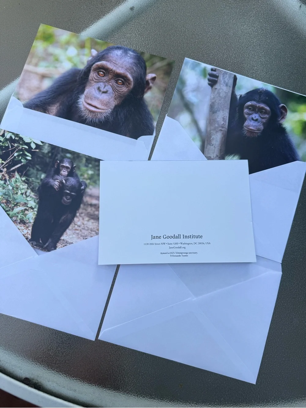Jane Goodall Institute Greeting Cards Photo Print, Blank, Set 4